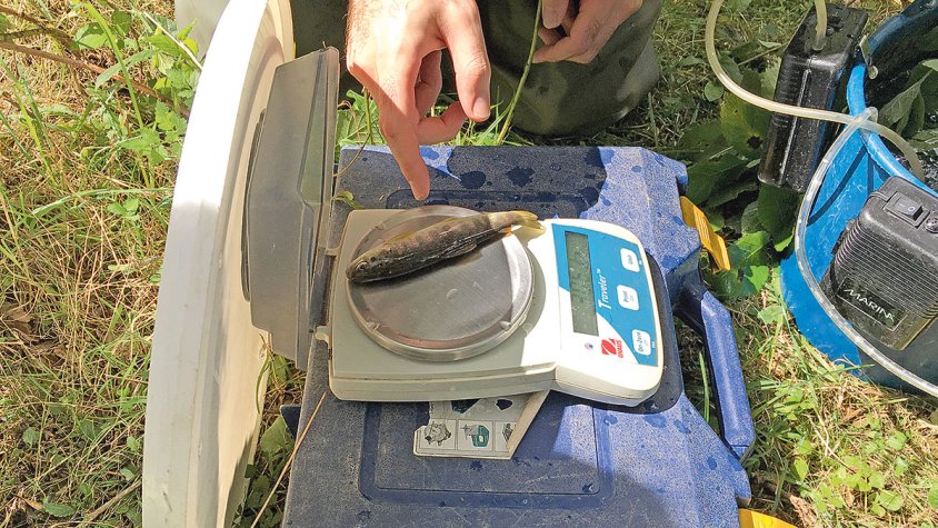 Analitzaran els efectes de la sequera en els peixos dels rius