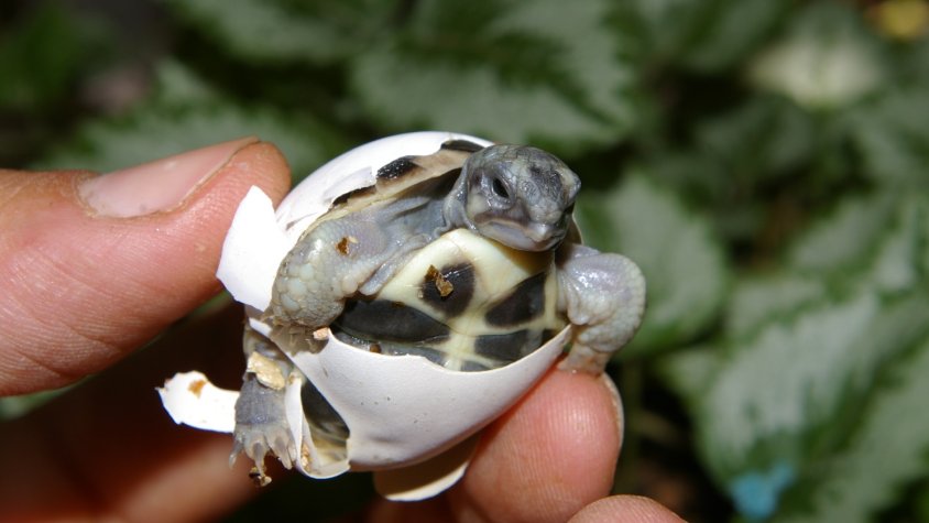 La tortuga treu el cap