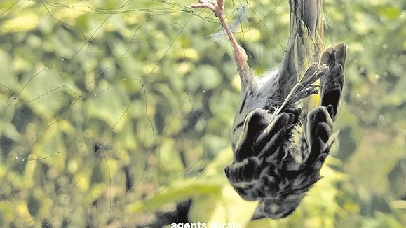 Denuncien dues persones per capturar ocells amb xarxes