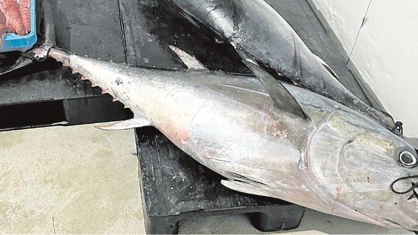 Segon tram de la pesca de tonyina