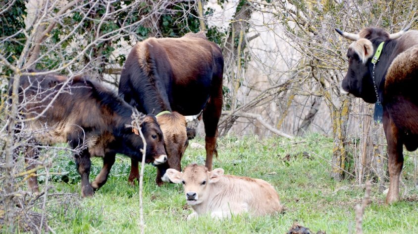 Ajuts per a les vaques i les gallines