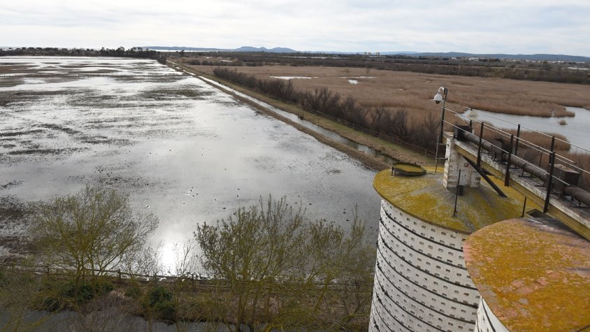 Els aiguamolls, en risc de desaparèixer