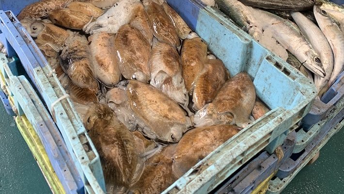 Comença la veda biològica de la sípia a la badia de Roses