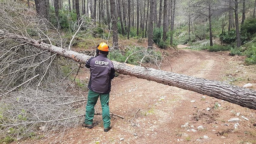 Defoliació moderada als boscos de l’Alt Empordà