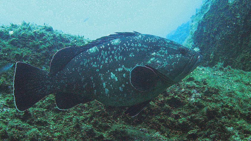 Demanen ajuda per estudiar la mortalitat dels meros