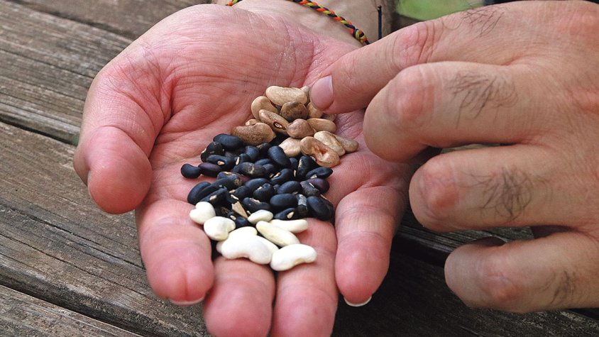 Buscant les llavors més ancestrals de l’Empordà