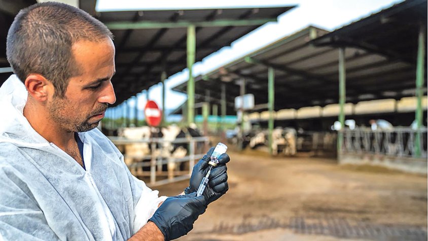 Es manté actiu el dispositiu de control i prevenció contra la dermatosi nodular