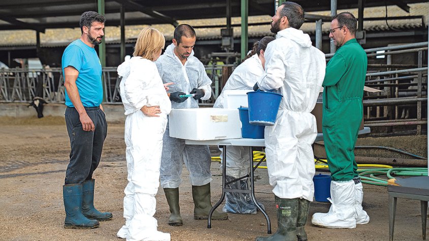 130.000 caps de bestiar en el radi de protecció contra la DNC