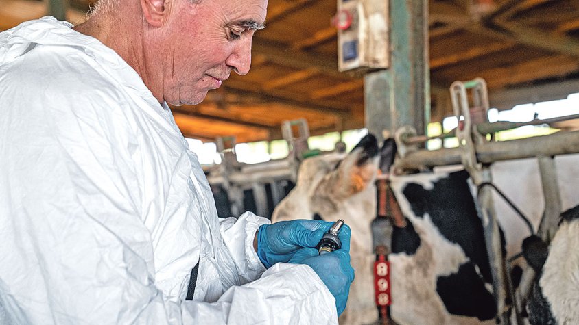 Pla per ampliar la vacunació contra la dermatosi nodular