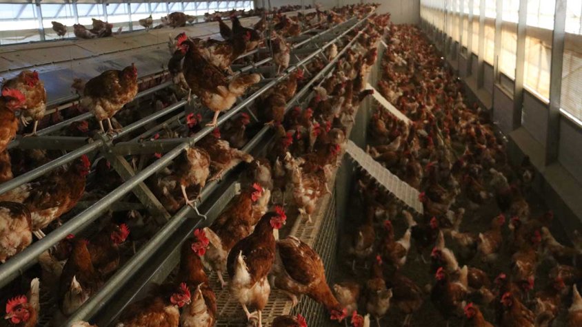 Les gallines de l'explotació d'ous ecològics de Pau