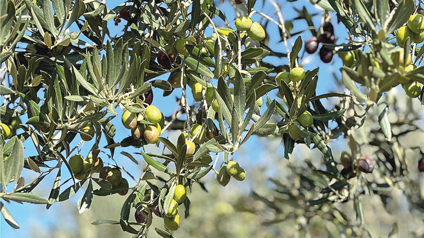 Ja detecten la qualitat de les olives gràcies a la IA