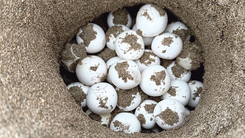 Les tortugues marines colonitzen noves zones per l’augment de les temperatures