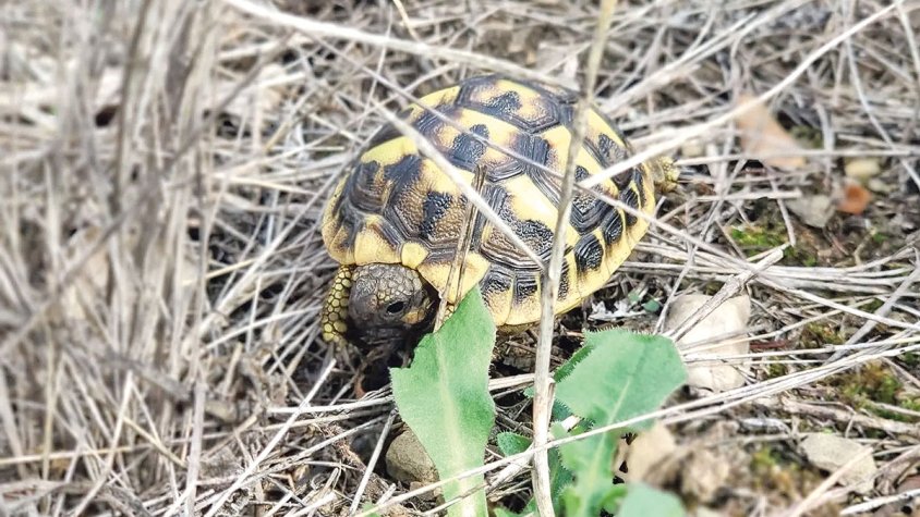 Més de 35.000 euros per conservar patrimoni natural