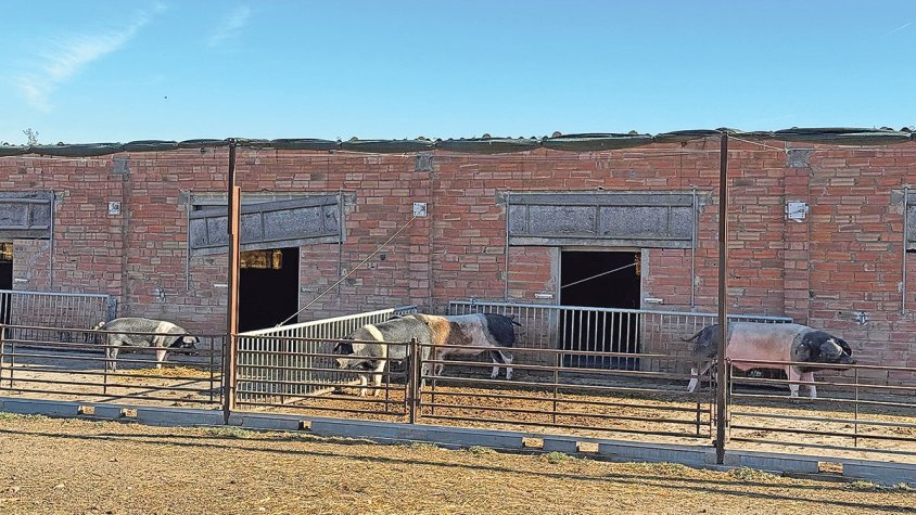 Els ramaders no volen ‘pagar els plats trencats’ per la pesta