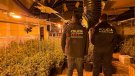 Desmantellen un cultiu amb 1.830 plantes de marihuana al carrer Nou