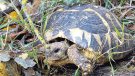 La població de tortugues revifa a l’Albera