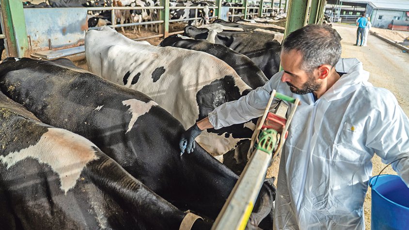 Paguen 4,8 milions als afectats per la dermatosi