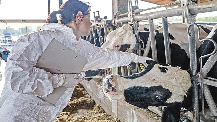 Possible sanció per a la granja de Capmany