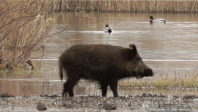 La sequera trasllada els senglars del Cap de Creus als Aiguamolls