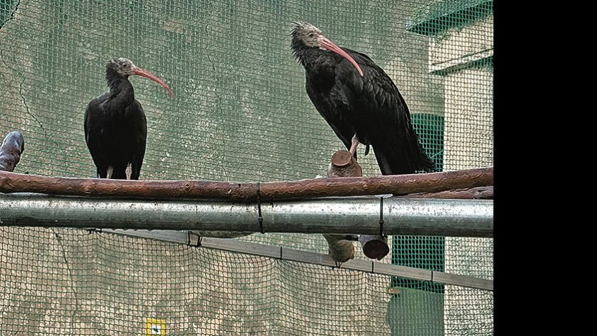 Dos exemplars més d’ibis ermitans als Aiguamolls