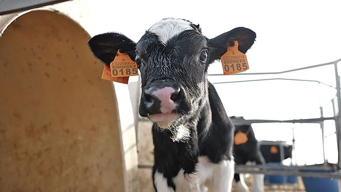 Les restriccions per la dermatosi, vigents encara a la comarca