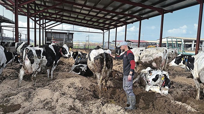 Els ramaders ja poden moure el boví amb normalitat