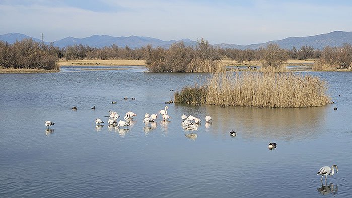 La xifra d’ocells hivernals es recupera després de la sequera