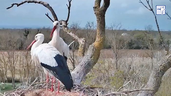 Una finestra oberta al niu de les cigonyes dels Aiguamolls