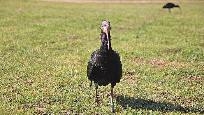 Alliberen una vintena d’ibis ermitans que vivien en captivitat als Aiguamolls 