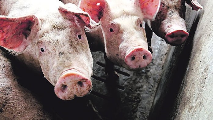 Al·legacions per l’ampliació d’una granja a Ventalló 