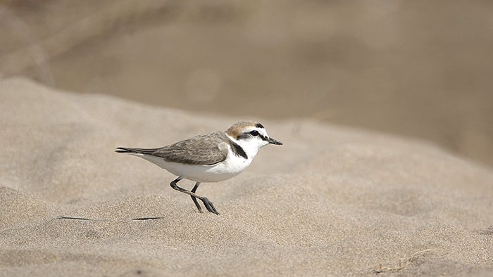 Tanquen l’accés a la platja de Can Comes fins al 30 de juny