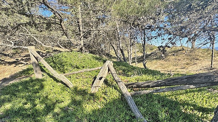 Erradiquen la flora exòtica i posen més xarxes a les dunes