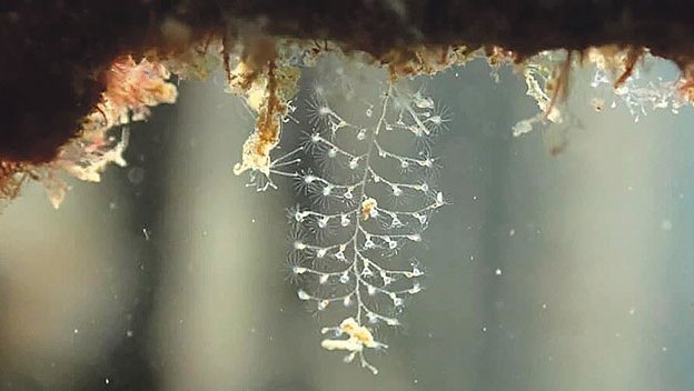 Detecten més biodiversitat a sota dels pantalans de l’Escala