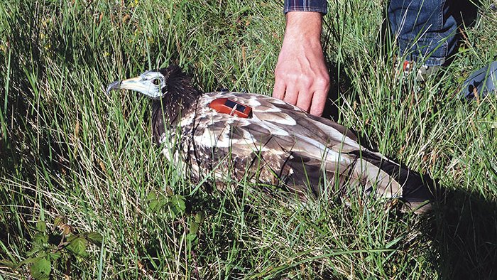 Alliberen un aufrany recuperat a Albanyà