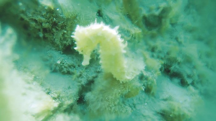 Censant el nostre Mediterrani