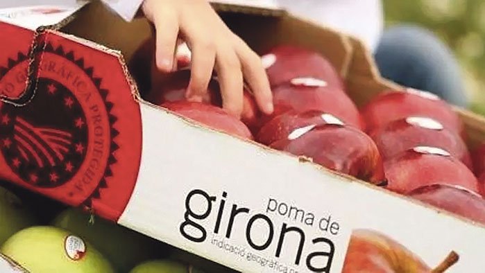 Poma de Girona preveu recuperar els 100 milions de quilos la propera campanya