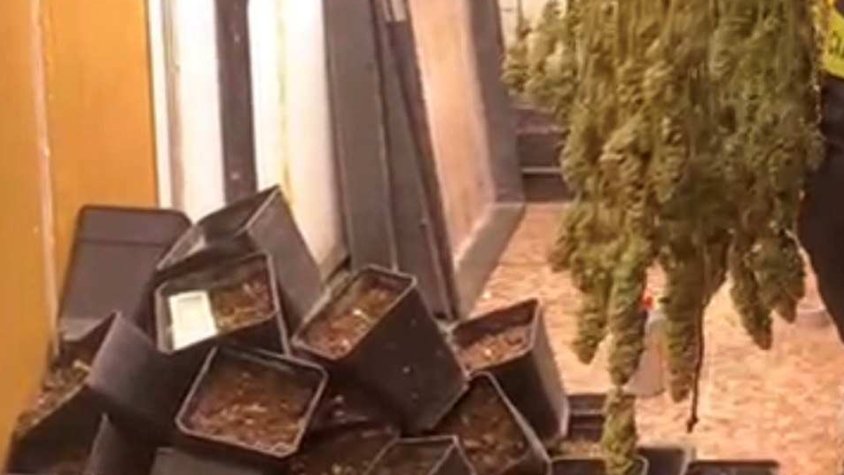 Els Mossos localitzen 210 plantes de droga en una casa de Vilafant