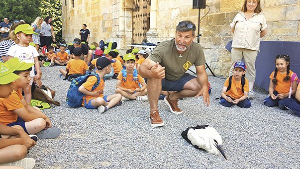 Peralada consolida la colònia de cigonyes blanques