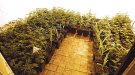 170 plantes de marihuana al centre de Figueres