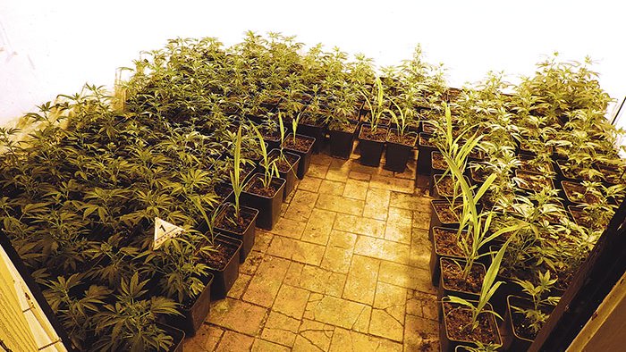 170 plantes de marihuana al centre de Figueres
