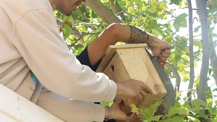 Instal·len caixes niu per protegir l’avifauna de Llançà