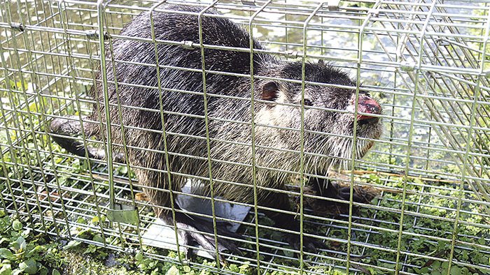 Emeten un permís especial per poder caçar coipús
